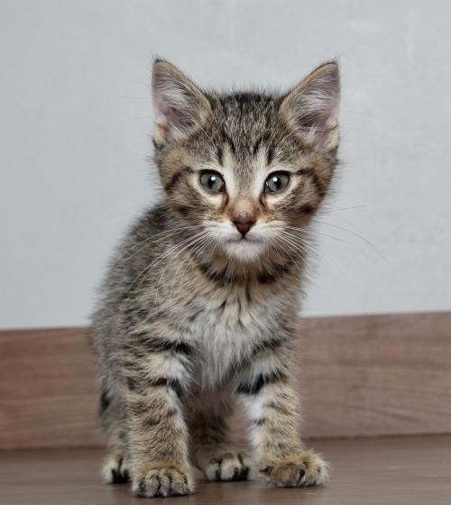 Cat For Adoption Bladen C190373 Pending Adoption A Domestic