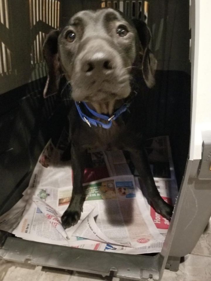 Dog For Adoption Angel A Black Labrador Retriever German