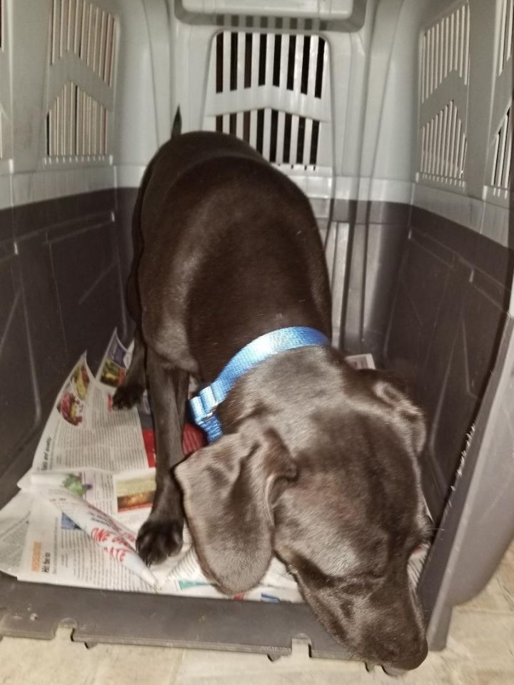 Dog For Adoption Angel A Black Labrador Retriever German