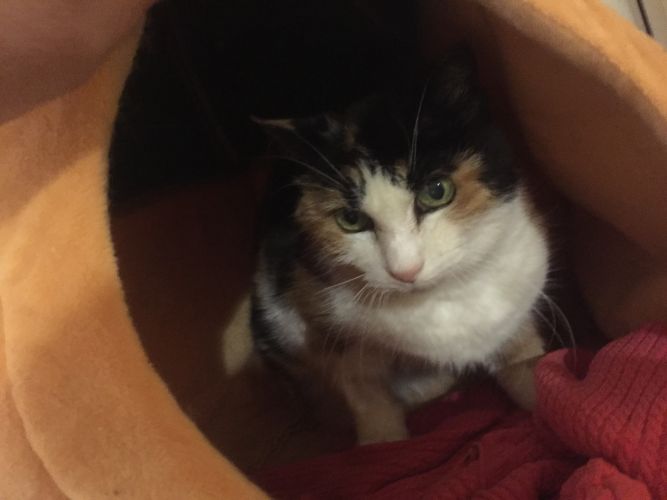 Cat for adoption - Mila, a Calico Mix in Baltimore, MD ...