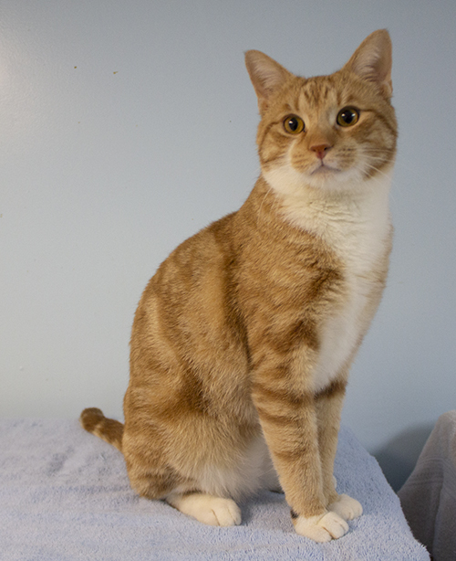 Casserole, an adopted Domestic Short Hair & Tiger Mix in Colonia, NJ_image-2