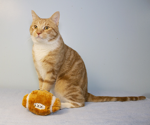 Casserole, an adopted Domestic Short Hair & Tiger Mix in Colonia, NJ_image-3