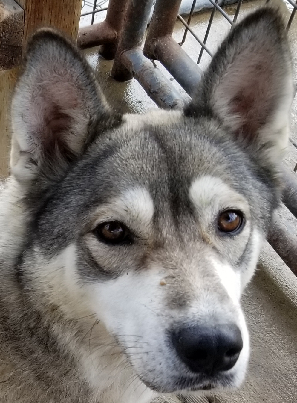 Nyah, an adoptable Husky in Cantua Creek, CA, 93608 | Photo Image 1