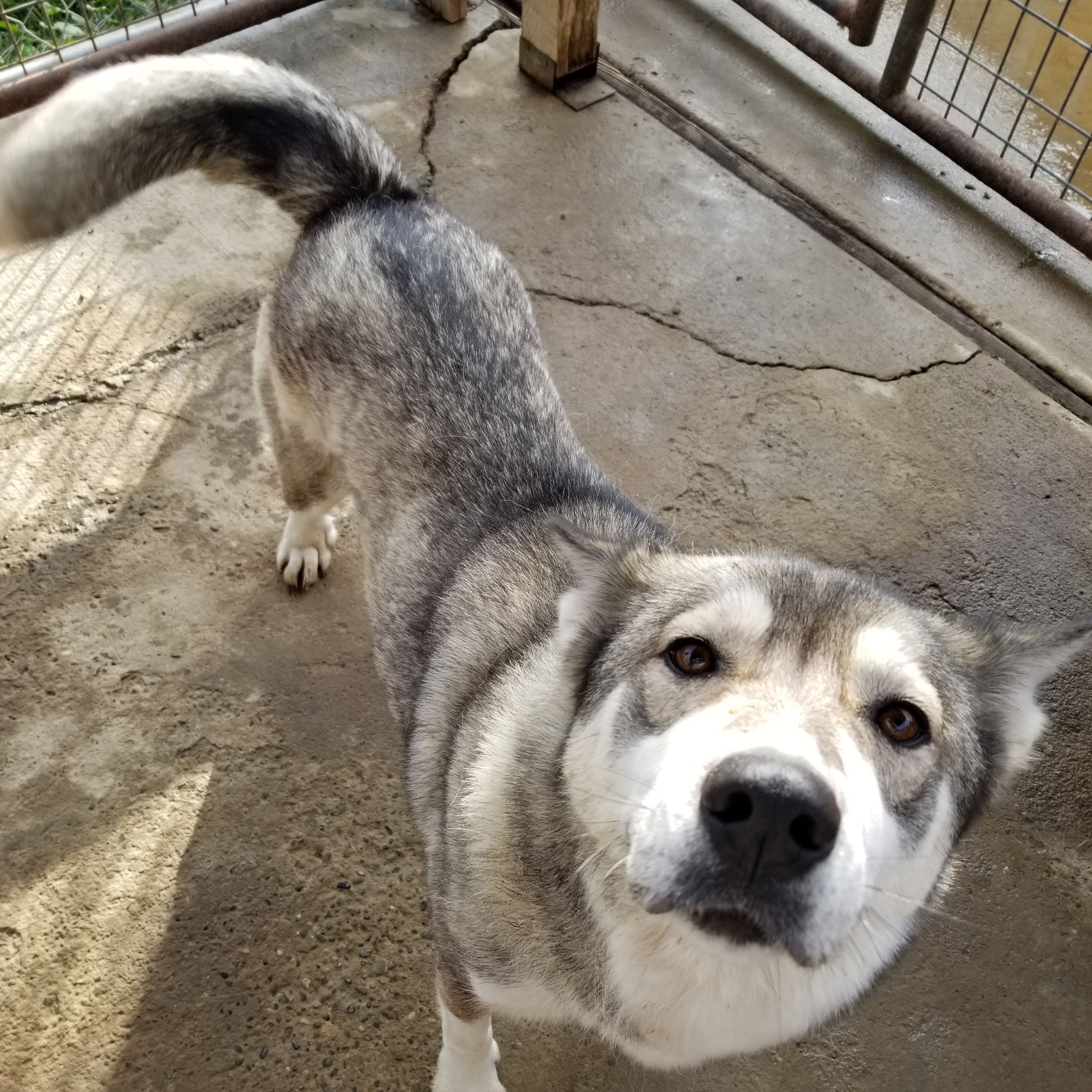 Nyah, an adoptable Husky in Cantua Creek, CA, 93608 | Photo Image 3