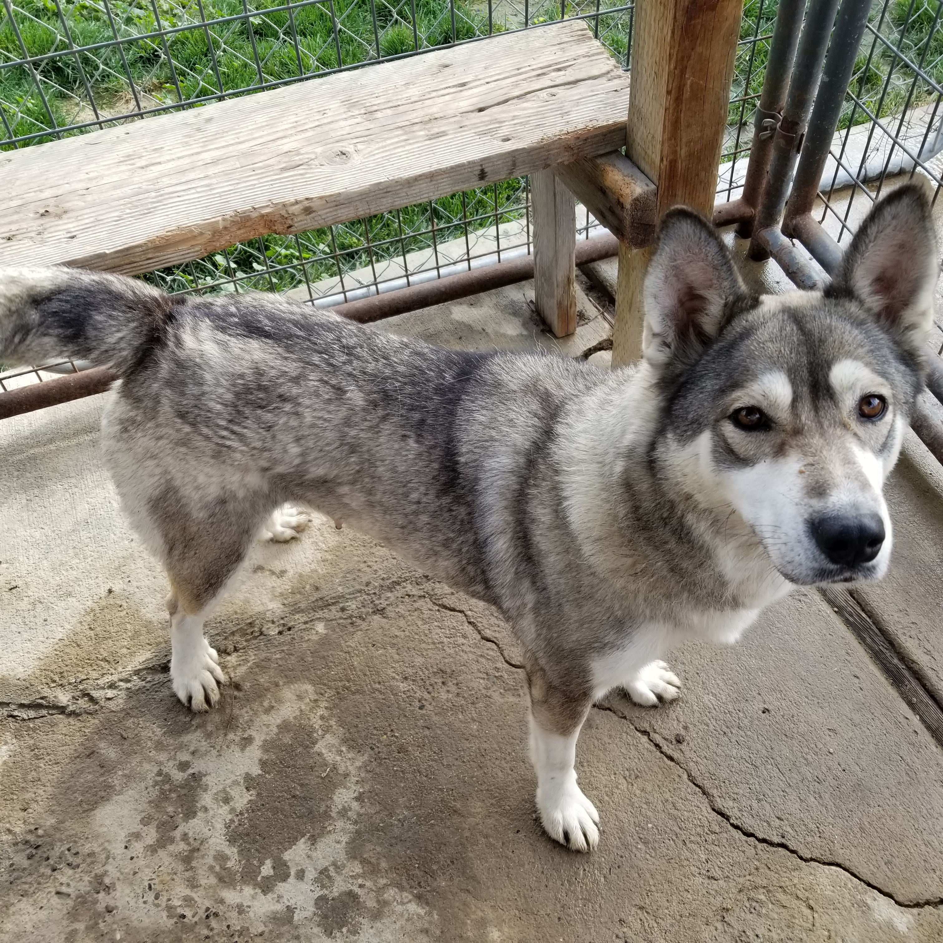 Nyah, an adoptable Husky in Cantua Creek, CA, 93608 | Photo Image 4