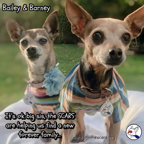 Dog for adoption - Bailey, a Chihuahua Mix in Glendora, CA ...