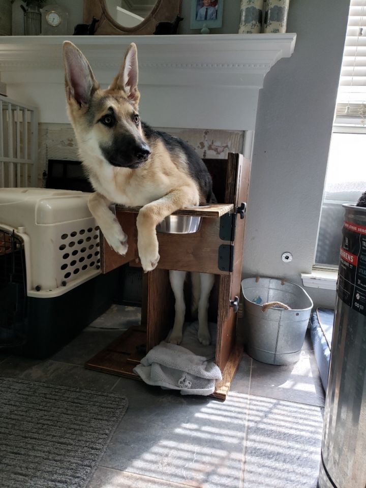 Dog For Adoption Kilo A German Shepherd Dog In Dallas Tx Petfinder