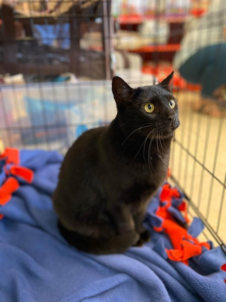 Cat For Adoption Penny A Domestic Short Hair Mix In Tucson Az