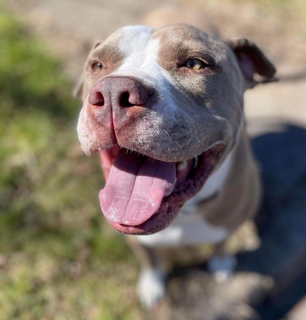 Darwin, an adoptable American Staffordshire Terrier, American Bulldog in Georgetown, TX, 78633 | Photo Image 1