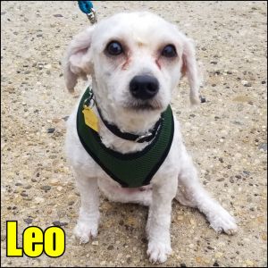 Leo