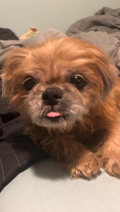 Dog For Adoption Bandit A Shih Tzu Mix In New York Ny Petfinder