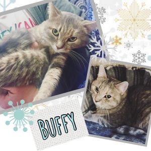 Cat For Adoption Buffy A Domestic Short Hair Tabby Mix In New