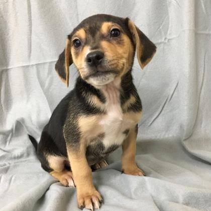 Yukon, an adoptable Beagle, Chihuahua in Portsmouth, OH, 45662 | Photo Image 4