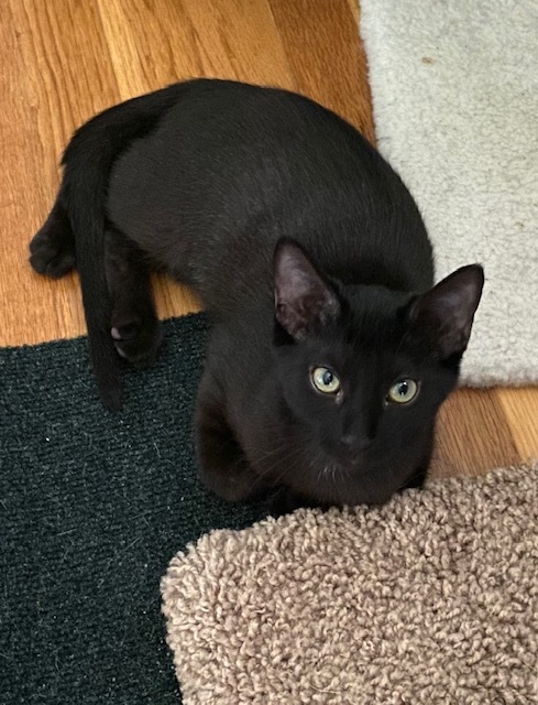 Jack, an adoptable Domestic Short Hair in Gahanna, OH, 43230 | Photo Image 1