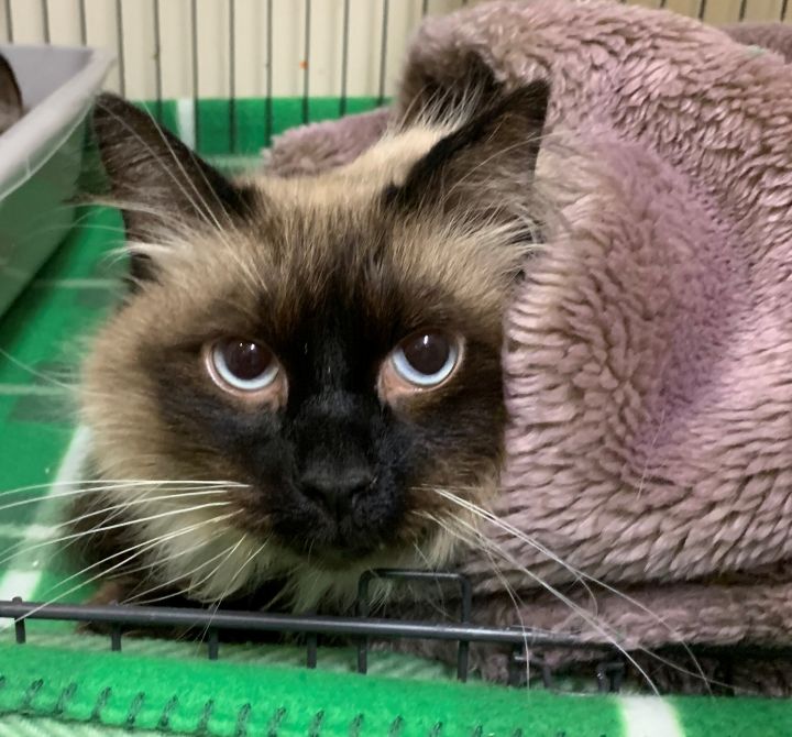Cat For Adoption Star Sky A Domestic Long Hair Siamese Mix