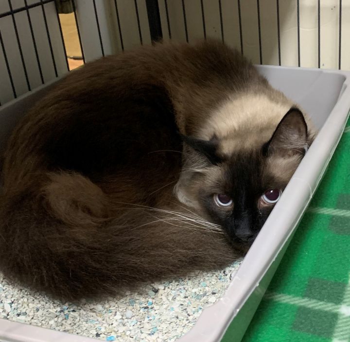 Cat For Adoption Star Sky A Domestic Long Hair Siamese Mix