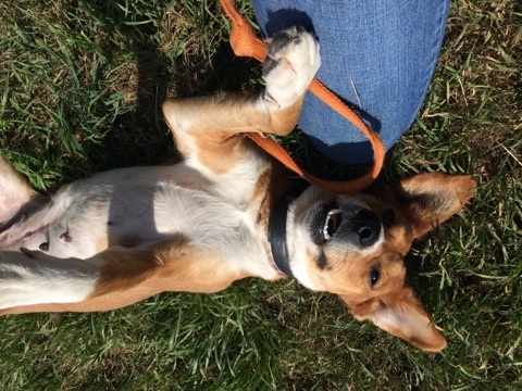 Mesquite, an adoptable Terrier, Hound in Schertz, TX, 78154 | Photo Image 1