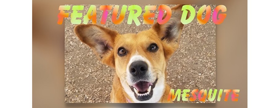 Mesquite, an adoptable Terrier, Hound in Schertz, TX, 78154 | Photo Image 2