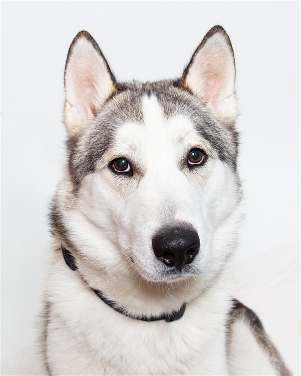 Dog For Adoption Kimchi A Siberian Husky Mix In San Luis Obispo