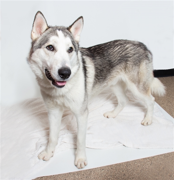 Dog For Adoption Kimchi A Siberian Husky Mix In San Luis Obispo
