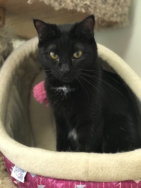 Chive, an adoptable Domestic Short Hair in Centralia, IL, 62801 | Photo Image 2