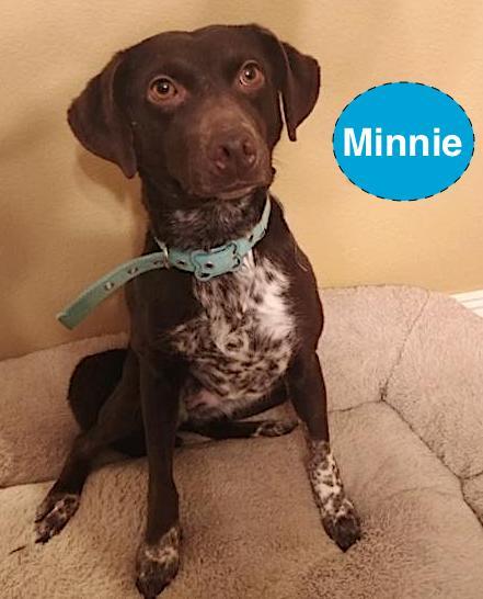 Dog For Adoption Minnie A German Shorthaired Pointer