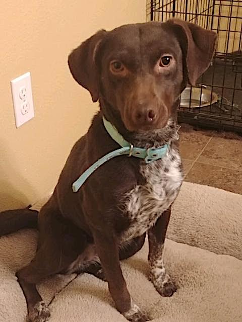 Dog For Adoption Minnie A German Shorthaired Pointer