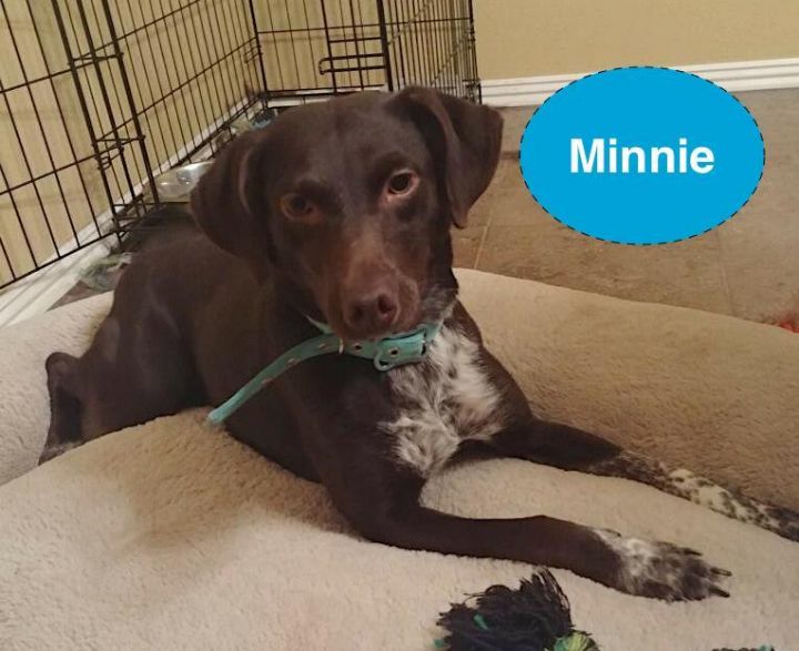 Dog For Adoption Minnie A German Shorthaired Pointer