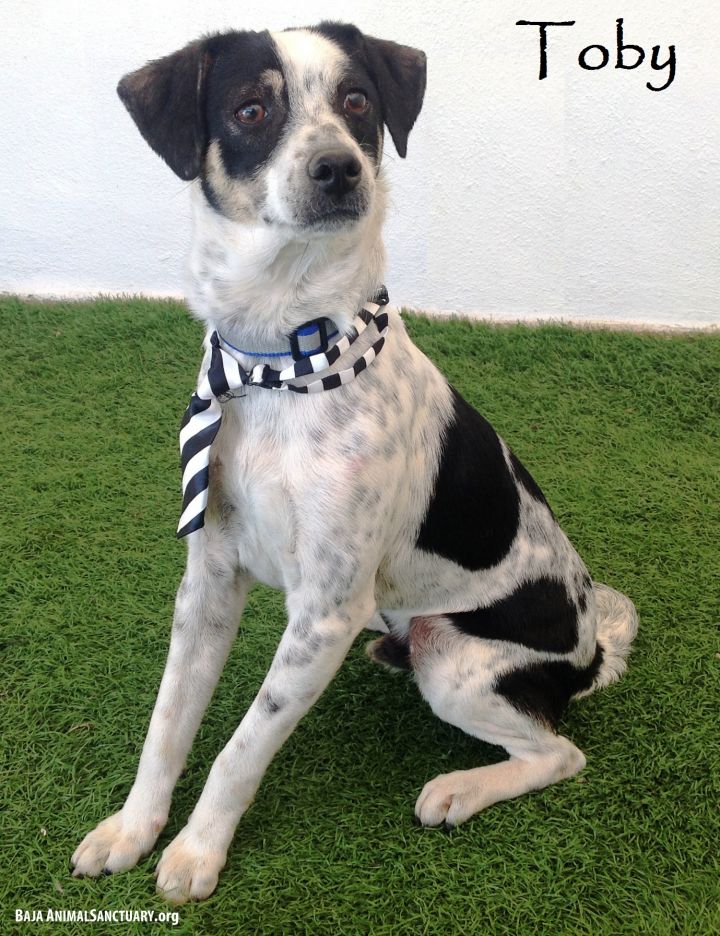 Dog For Adoption Toby A Rat Terrier German Shorthaired