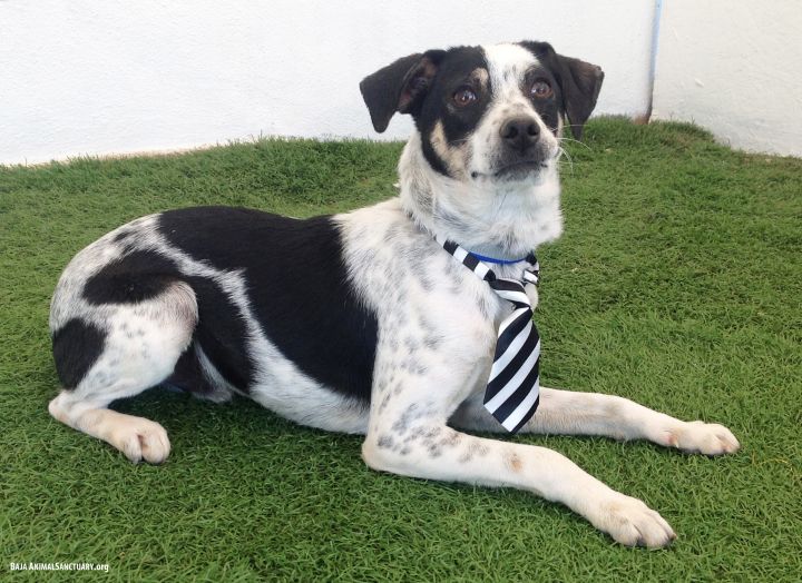 Dog For Adoption Toby A Rat Terrier German Shorthaired