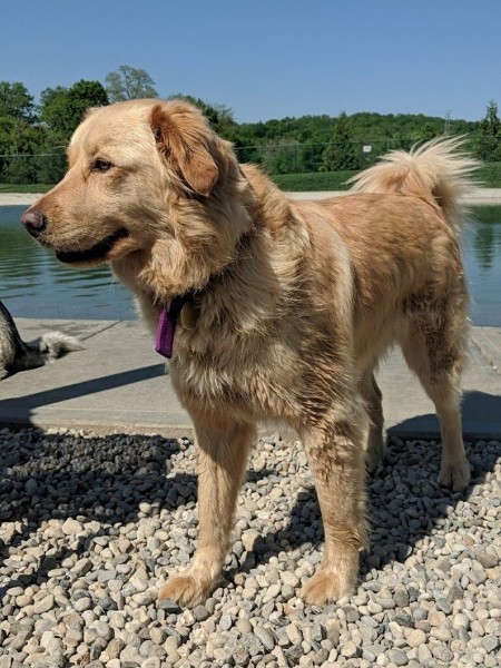 Dog For Adoption Millie A Golden Retriever In Louisville Ky Petfinder