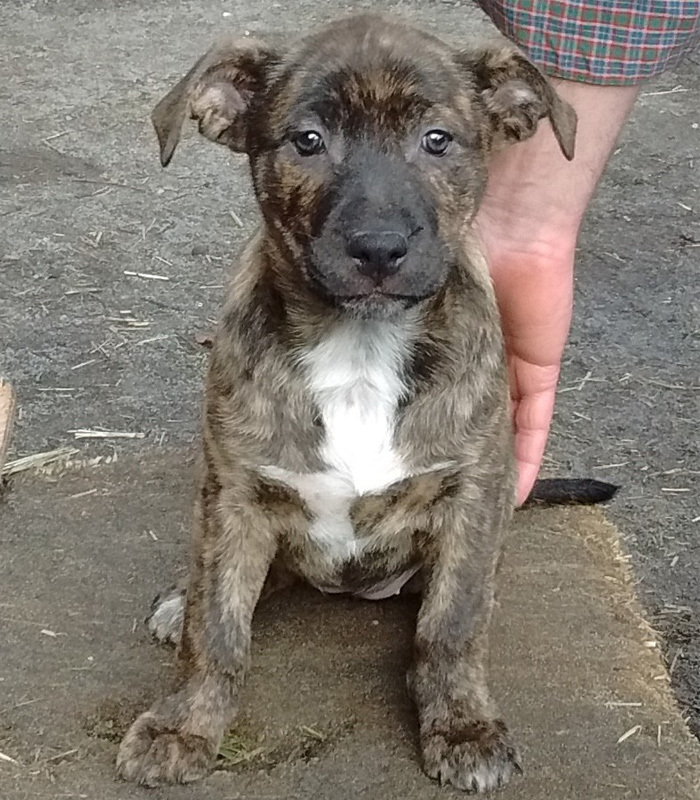 Dog For Adoption Lucy A Dutch Shepherd Mix In Portland Or