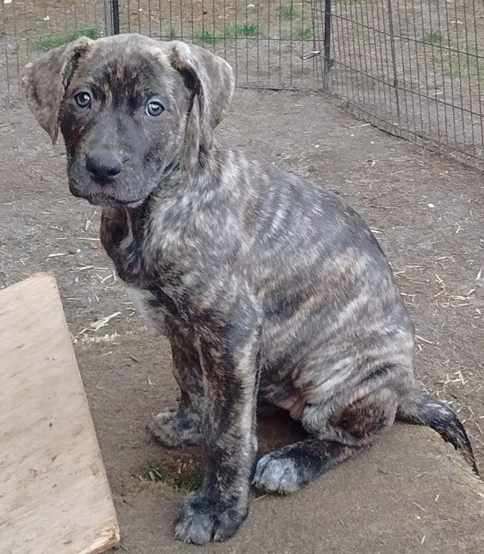 Dog For Adoption Penny A Dutch Shepherd Mix In Portland Or