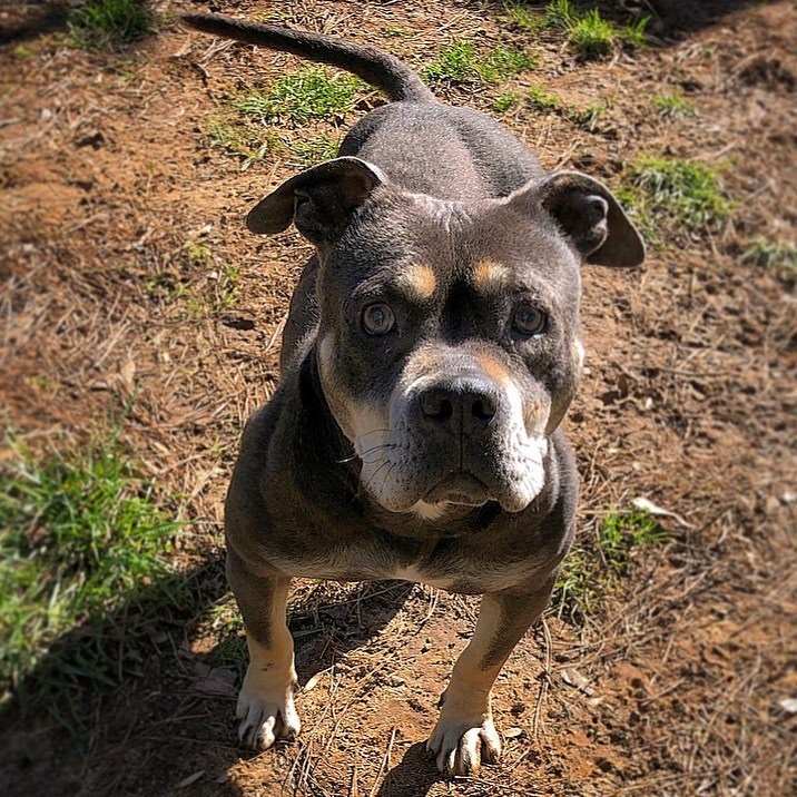 Lana, an adoptable Staffordshire Bull Terrier in Dallas, GA, 30157 | Photo Image 2