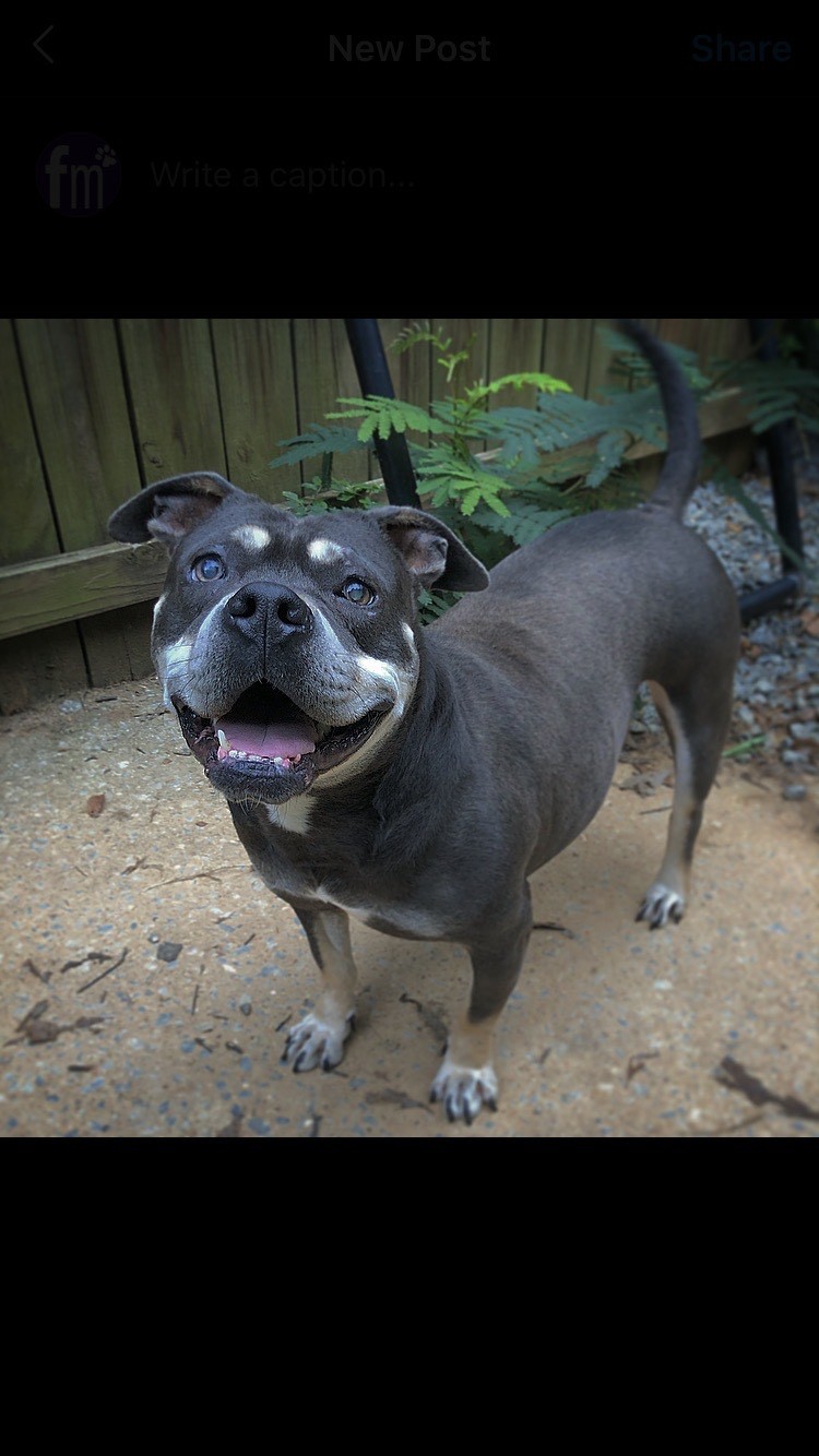 Lana, an adoptable Staffordshire Bull Terrier in Dallas, GA, 30157 | Photo Image 3