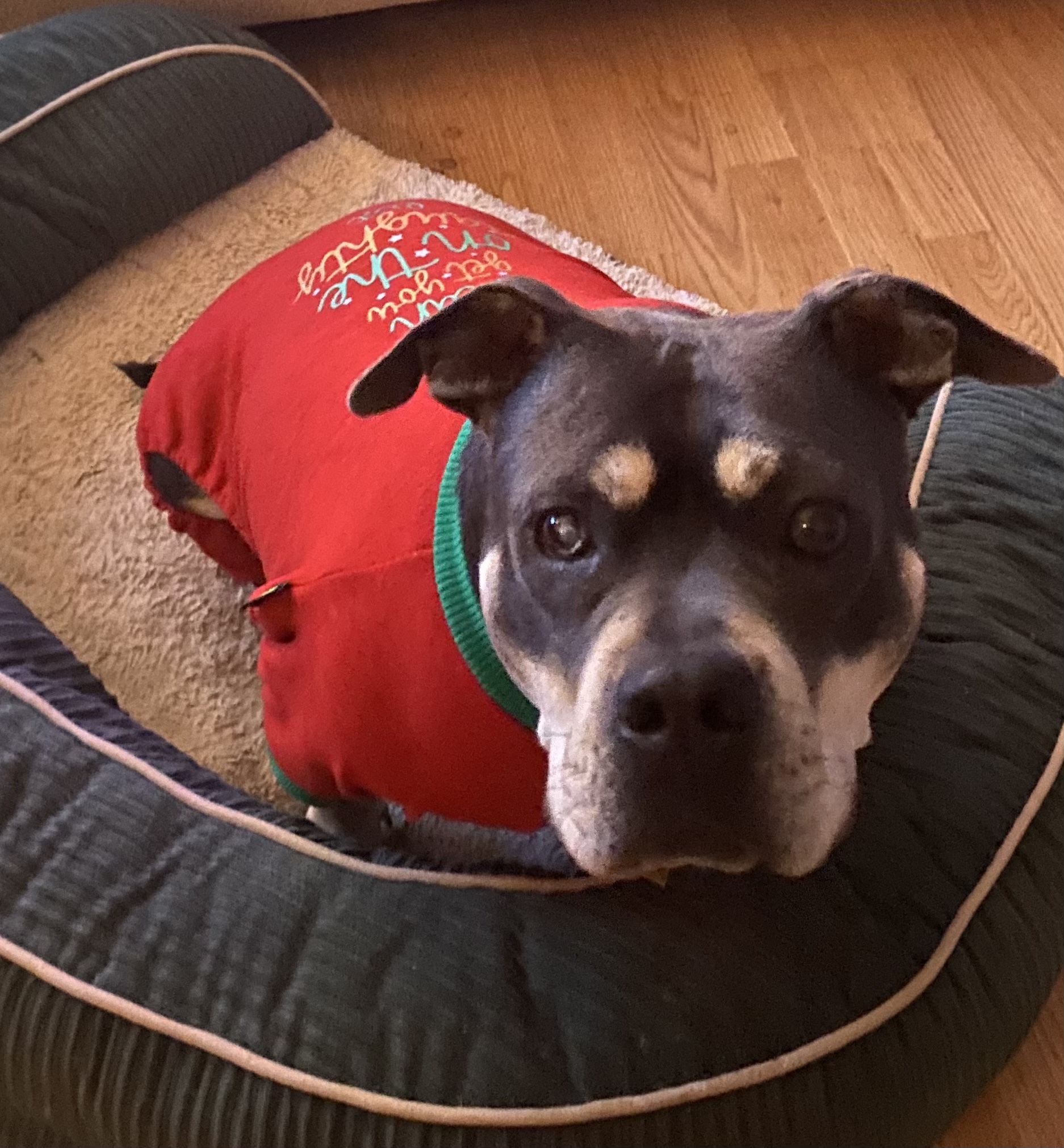 Lana, an adoptable Staffordshire Bull Terrier in Dallas, GA, 30157 | Photo Image 5