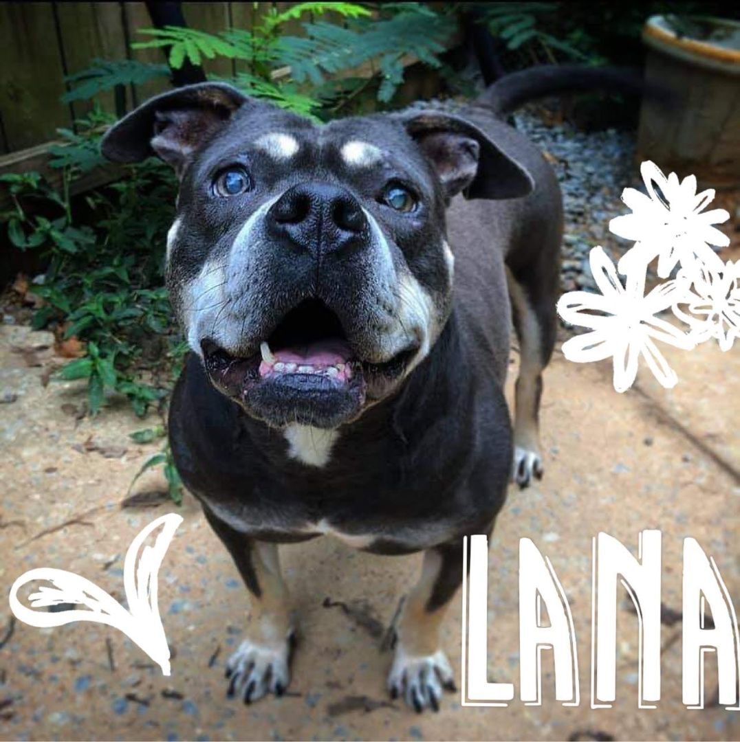 Lana, an adoptable Staffordshire Bull Terrier in Dallas, GA, 30157 | Photo Image 1