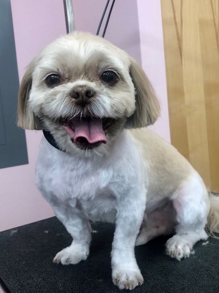 Dog For Adoption Prince A Shih Tzu In Orlando Fl Petfinder