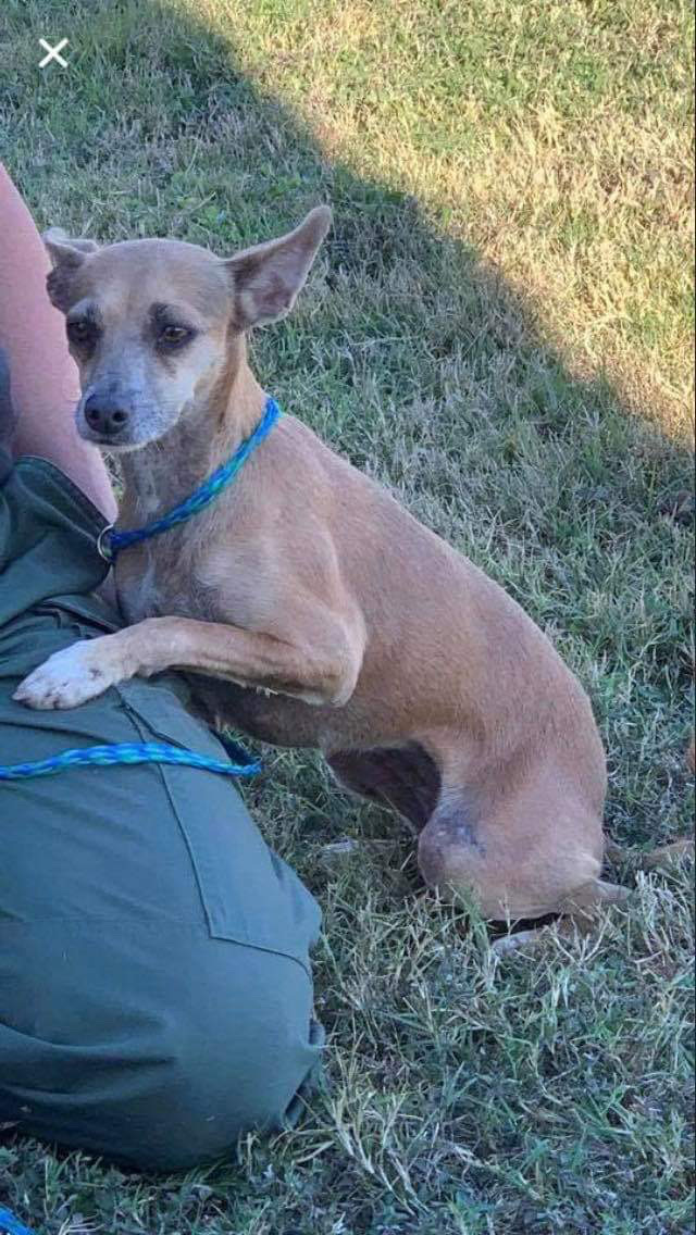 Beagle Puppies Spokane