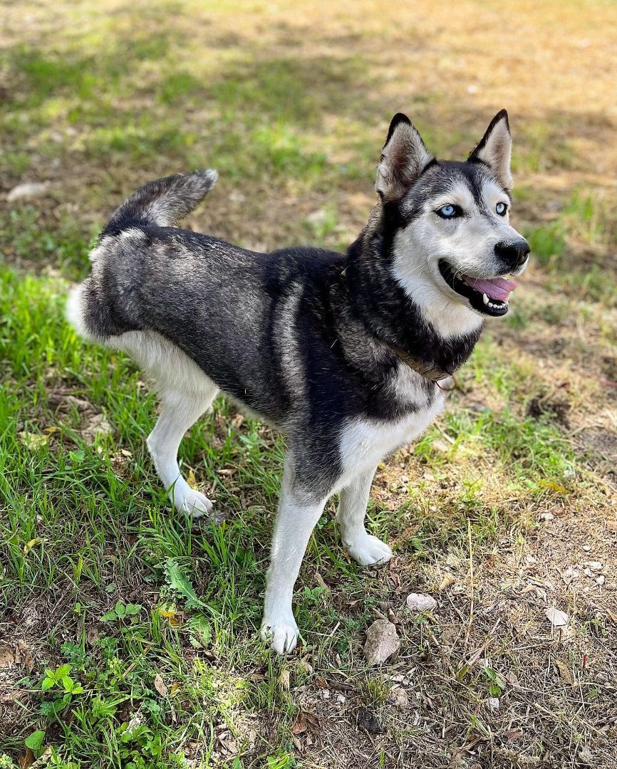 Bailey, an adoptable Siberian Husky in Sugar Land, TX, 77496 | Photo Image 2
