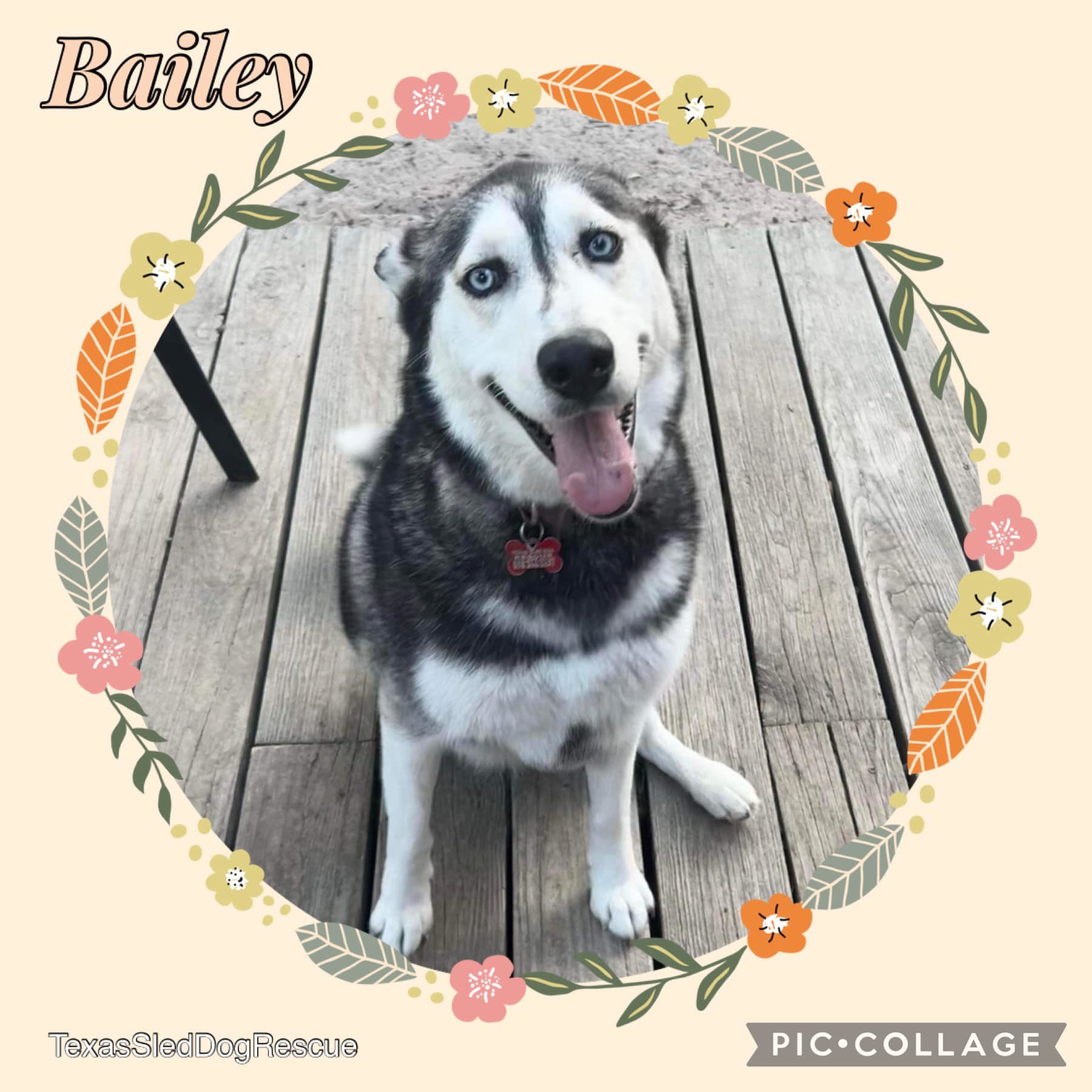 Bailey, an adoptable Siberian Husky in Sugar Land, TX, 77496 | Photo Image 5