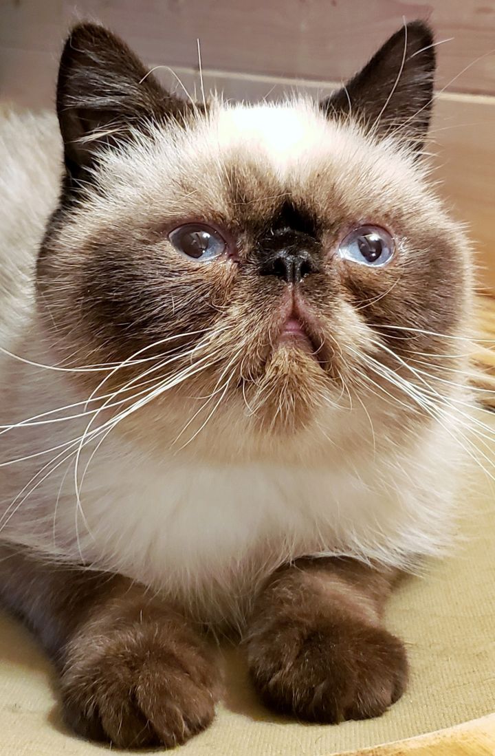 Cat For Adoption Edward An Exotic Shorthair Persian Mix In