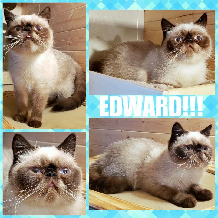 Cat For Adoption Edward An Exotic Shorthair Persian Mix In