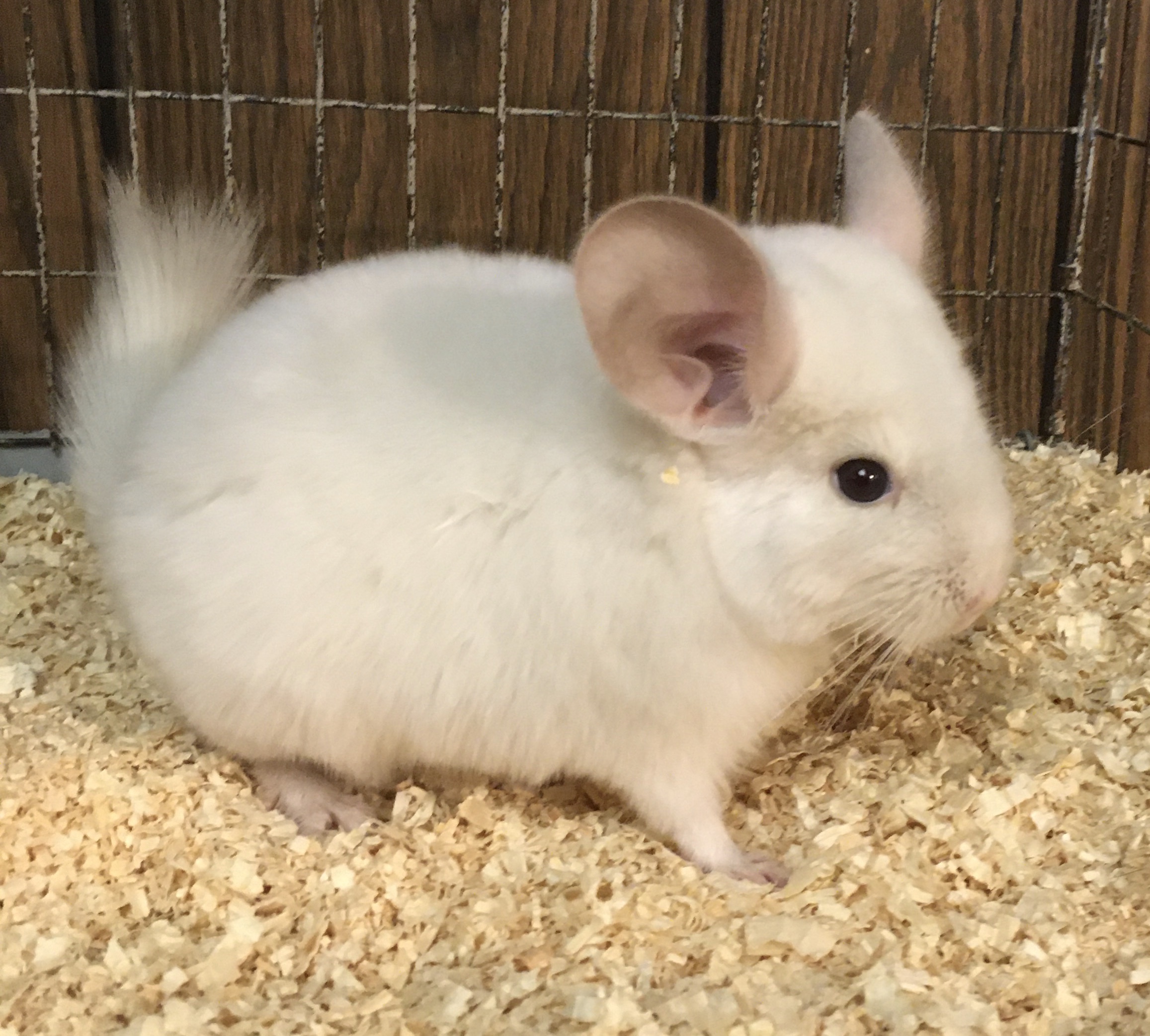 4 Month Old Pink White Female Chinchilla Kit Baby detail page