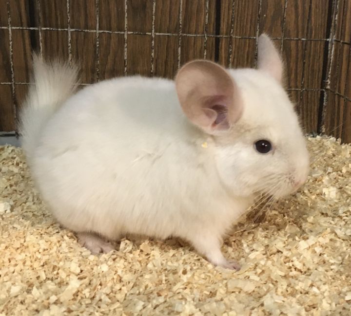 4 month old pink white female chinchilla kit (baby) 1