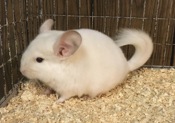 4 month old pink white female chinchilla kit (baby) 2