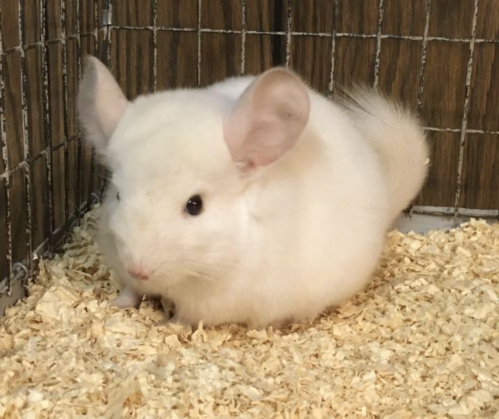 4 month old pink white female chinchilla kit (baby) 3