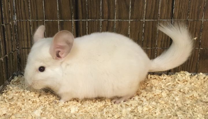 4 month old pink white female chinchilla kit (baby) 4