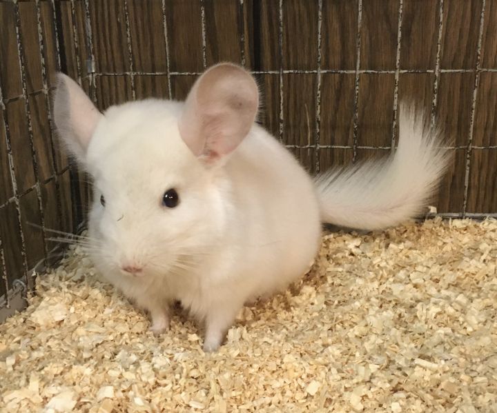 4 month old pink white female chinchilla kit (baby) 5