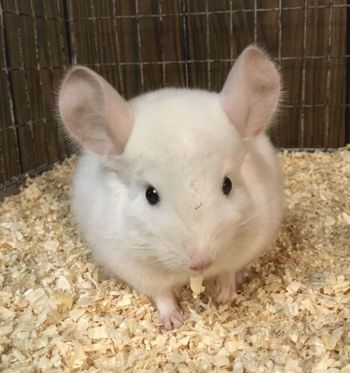 4 month old pink white female chinchilla kit (baby) 6